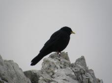 Klik za večjo sliko